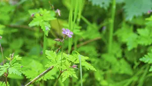 Geranium Robertianum Prints: Ruprechtskraut (Geranium robertianum)