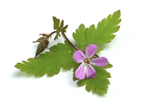 Geraniaceae Family Prints: Ruprechtskraut, also herb robert (Geranium robertianum) or Stinking Cranesbill
