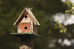 Bird Nesting Site Prints: Rustic birdhouse amongst pine trees