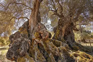 Olea Europaea Landscape Prints: A rustic tree with a thick trunk