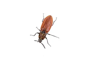 Insect Photography Studio Prints: Rusty beetle isolated on a white background
