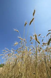 Harvesting Agricultural Crops Prints: Rye