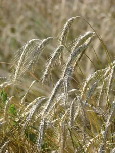 Agricultural Crops Prints: Rye ears