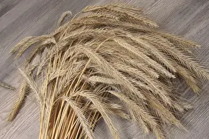 True Grasses Prints: Rye sheaf