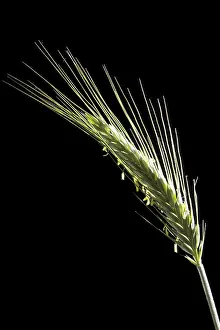 Close Up Rye Prints: Rye spike