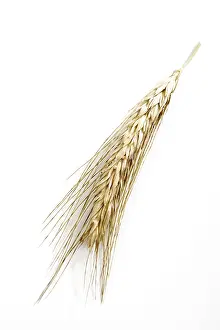 Studio Shot Cutout Prints: Rye spike (Triticale)