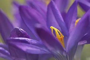 Saffron Crocus Prints: Saffron Crocus albiflorus