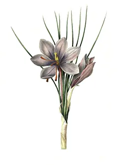 Saffron Crocus Prints: Saffron crocus (Crocus sativus)