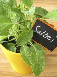 Kitchen Spice Plants Prints: Sage in a pot of herbs