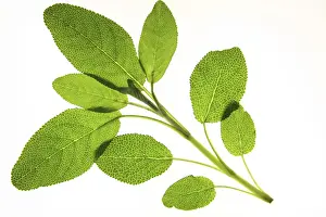 Medicinal Herb Images Prints: Sage sprig released