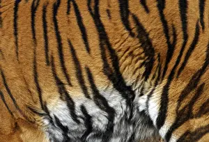 Wildlife Photography Big Cat Prints: Sample of a tiger