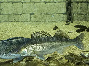 Zander Fish Prints: Sander lucioperca