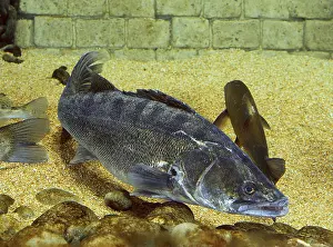 Zander Fish Prints: Sander lucioperca