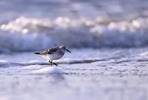 Texel Wildlife Photography Prints: Sanderling (Calidris alba) on the beach with waves
