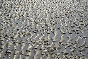 Coastal Area Lower Saxony Germany Prints: Sandy beach beach at low tide with wave-like pattern