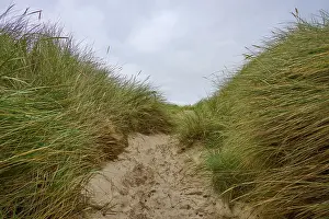 Deserted Scottish Coastline Prints: A sandy path between tall dune grass winds under a cloudy sky