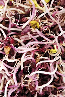 Close Up Studio Shot Prints: Sango seedlings