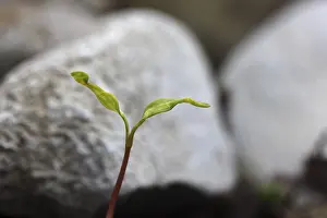 Deserted Daytime Plant Life Prints: Sapling, shoot