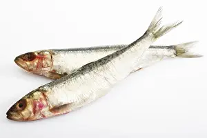 Prints of Sardines, pilchards Pilchard Prints: Sardines, pilchards Print