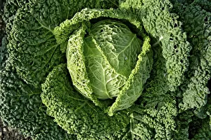 Leafy Vegetable Prints: Savoy cabbage