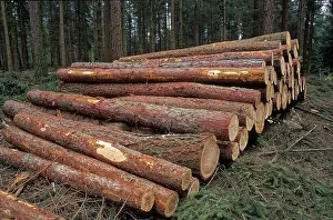 Coniferous Forest Prints: Sawed tree trunks, coniferous forest