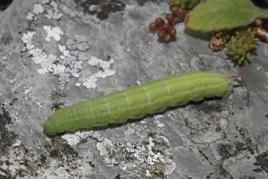 Butterfly Larva Stages Prints: (Scabiosa) hawk moth