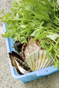 Leafy Greens Vegetables Prints: Scallops - scallop shells