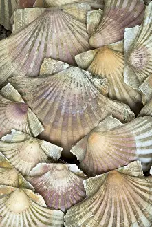 Conch Prints: Scallops, seashells Print from the Ocean Floor