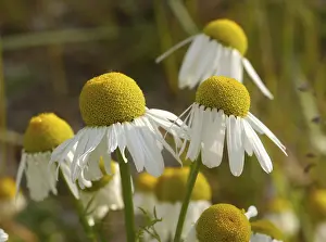 Open Air Scenery Prints: Scentless mayweed