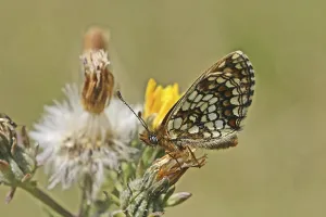 Wildlife Photography Desert Scene Prints: Scheckefalter