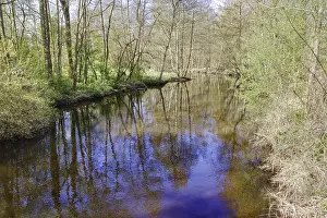 North Rhine Westphalia Landscape Photo Prints: The Schwalm, a quiet quiet river flows through sparse forest