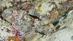 Images Dated 3rd August 2024: Scorpionfish Print on Sandy Seabed
