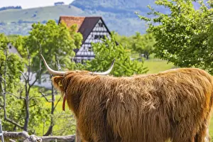 Highland Cow Prints: Print of Scottish Highland Cattle at Beuren Open-Air Museum