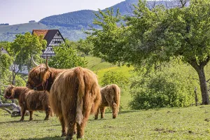 Highland Cow Prints: Print of Scottish Highland Cattle at Beuren Open-Air Museum