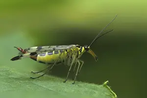 Images Dated 28th June 2024: Scorpionfly on a Leaf Print