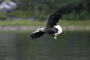 Wildlife In Flight Prints: Sea eagle, white-tailed eagle