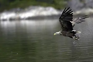 Wildlife In Flight Prints: A sea eagle/white-tailed eagle has caught a fish