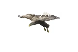 Prints of A sea eagle/white-tailed eagle looking for a fish to catch White Tailed Eagle Prints: White-tailed Eagle Searching for Fish Print
