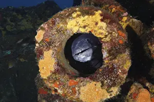 Underwater Photo Mediterranean Sea Prints: A sea eel (Conger conger), eel