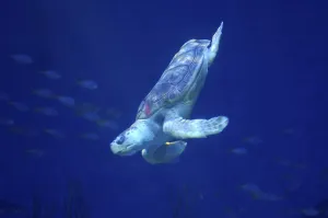 Scuba Diving Sports Prints: Sea turtle