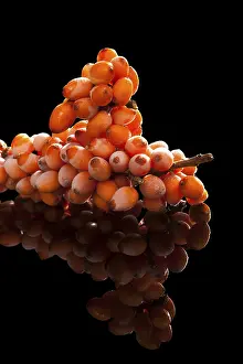 Alternative Medicine Prints: Seabuckthorn Twig Print with Frost and Reflection