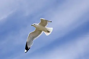 Water Bird Images Prints: Seagull flying
