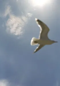 Bird In Flight Prints: Seagull flying