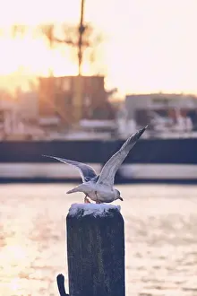 Charadriiformes Species Image Prints: Seagull flying off from post