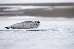 Seal On Ice Prints: Seal on the ice