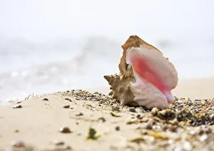 Empty Beach Landscape Prints: Seashell