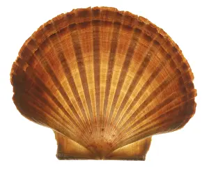 Conch Prints: Seashell Print by ImageBROKER