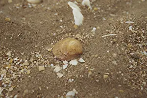 Seashell Background Prints: Seashell on the background of sand and crushed shells