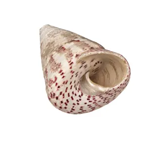 Deserted Beach Shell Prints: Seashell isolated on white background