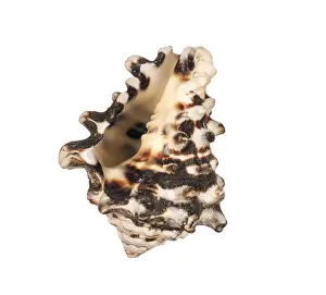 Deserted Beach Shell Prints: Seashell isolated on white background